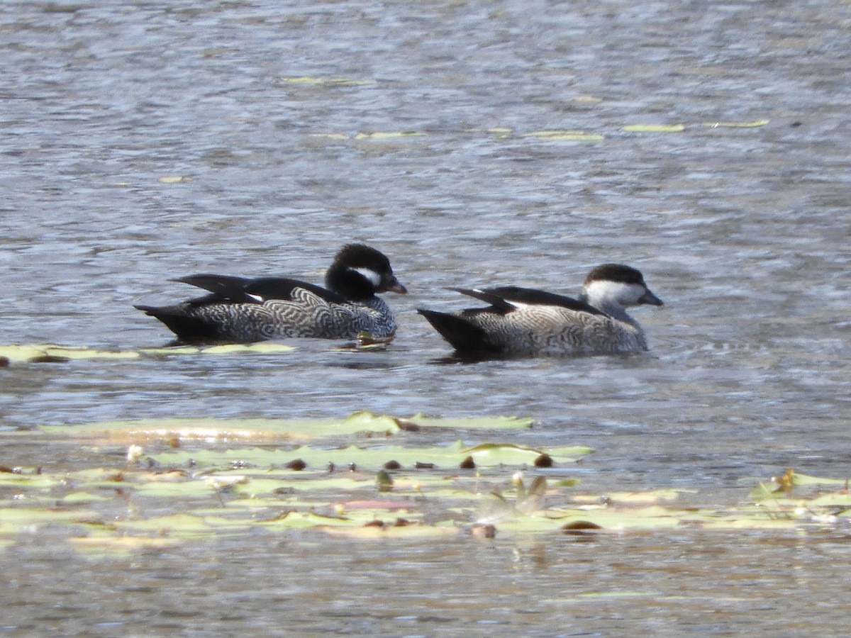 Green Pygmy-Goose - ML625643155