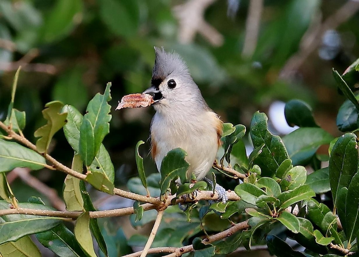 Tufted Titmouse - ML625643166