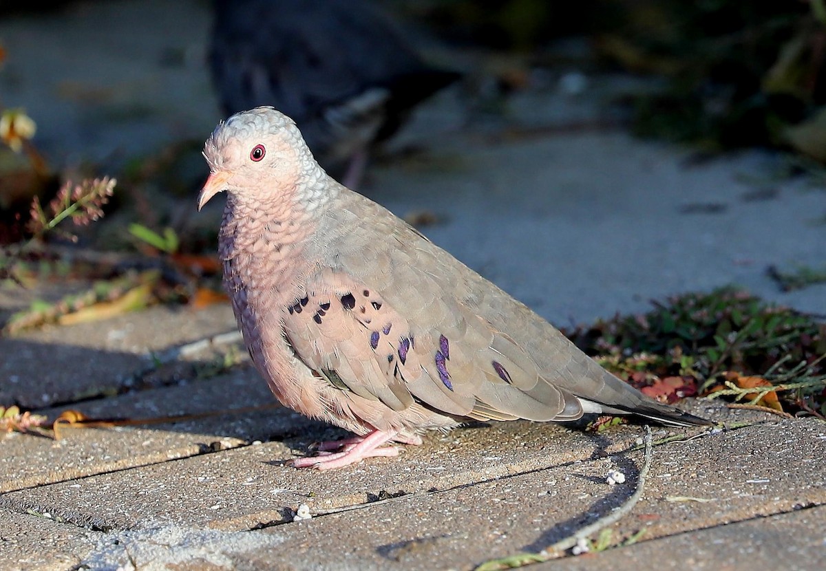 Common Ground Dove - ML625643168