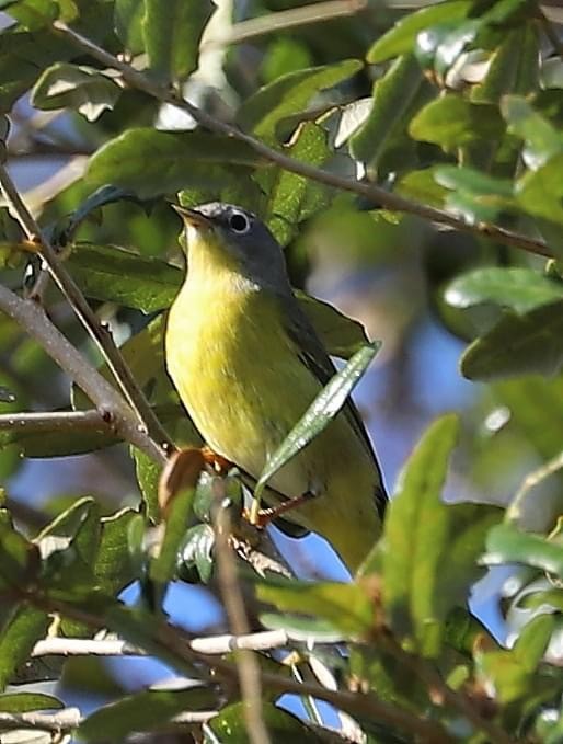 Nashville Warbler - ML625643203