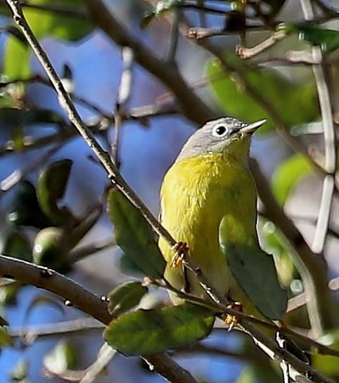 Nashville Warbler - ML625643205