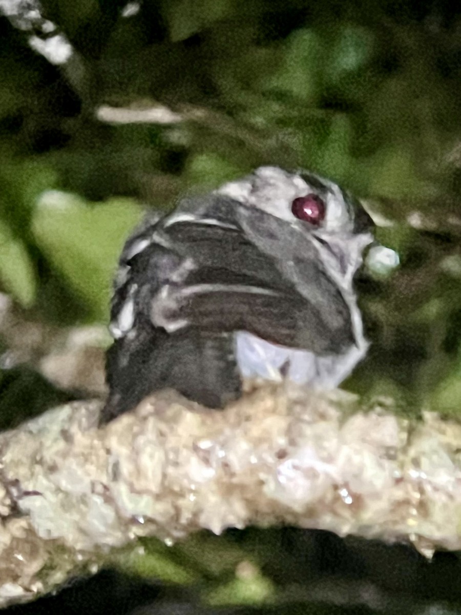 Australian Owlet-nightjar - ML625643211