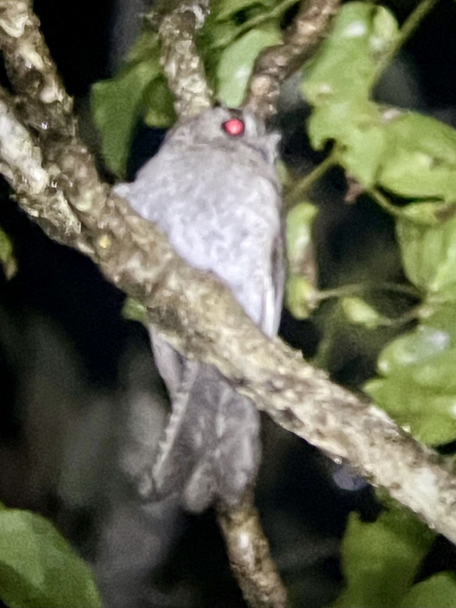 Australian Owlet-nightjar - ML625643214