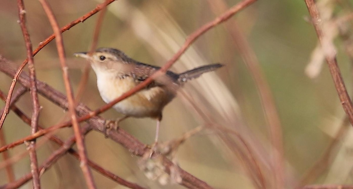 Sedge Wren - ML625643223