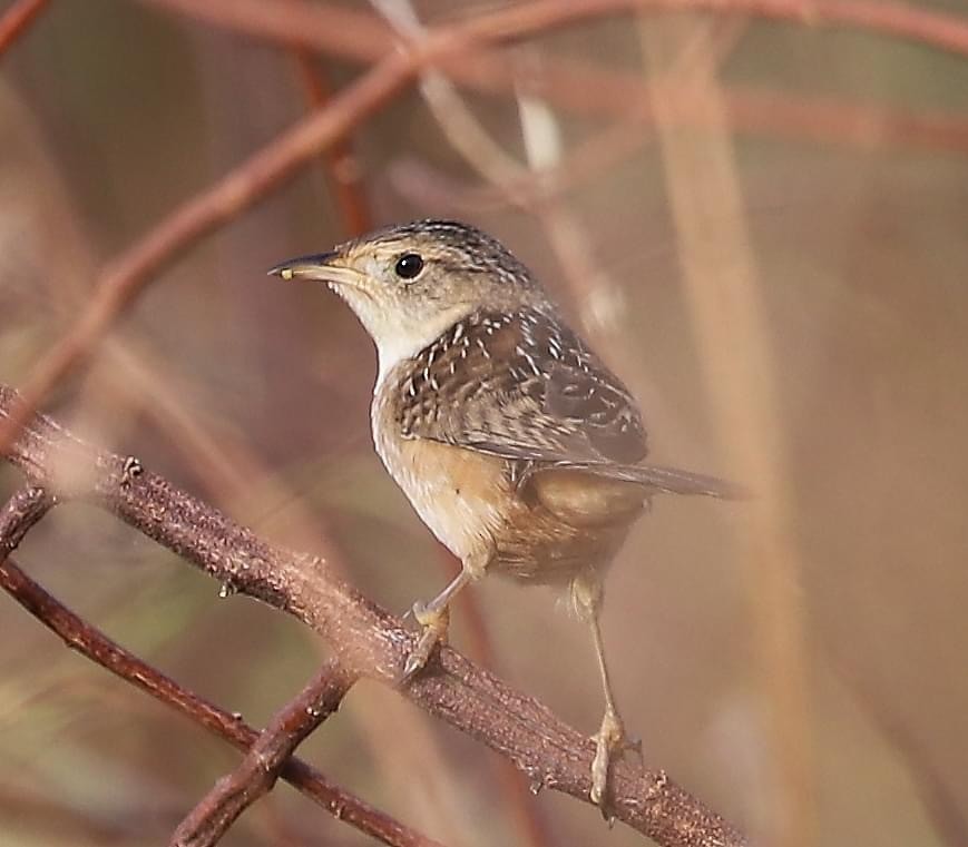 Sedge Wren - ML625643224