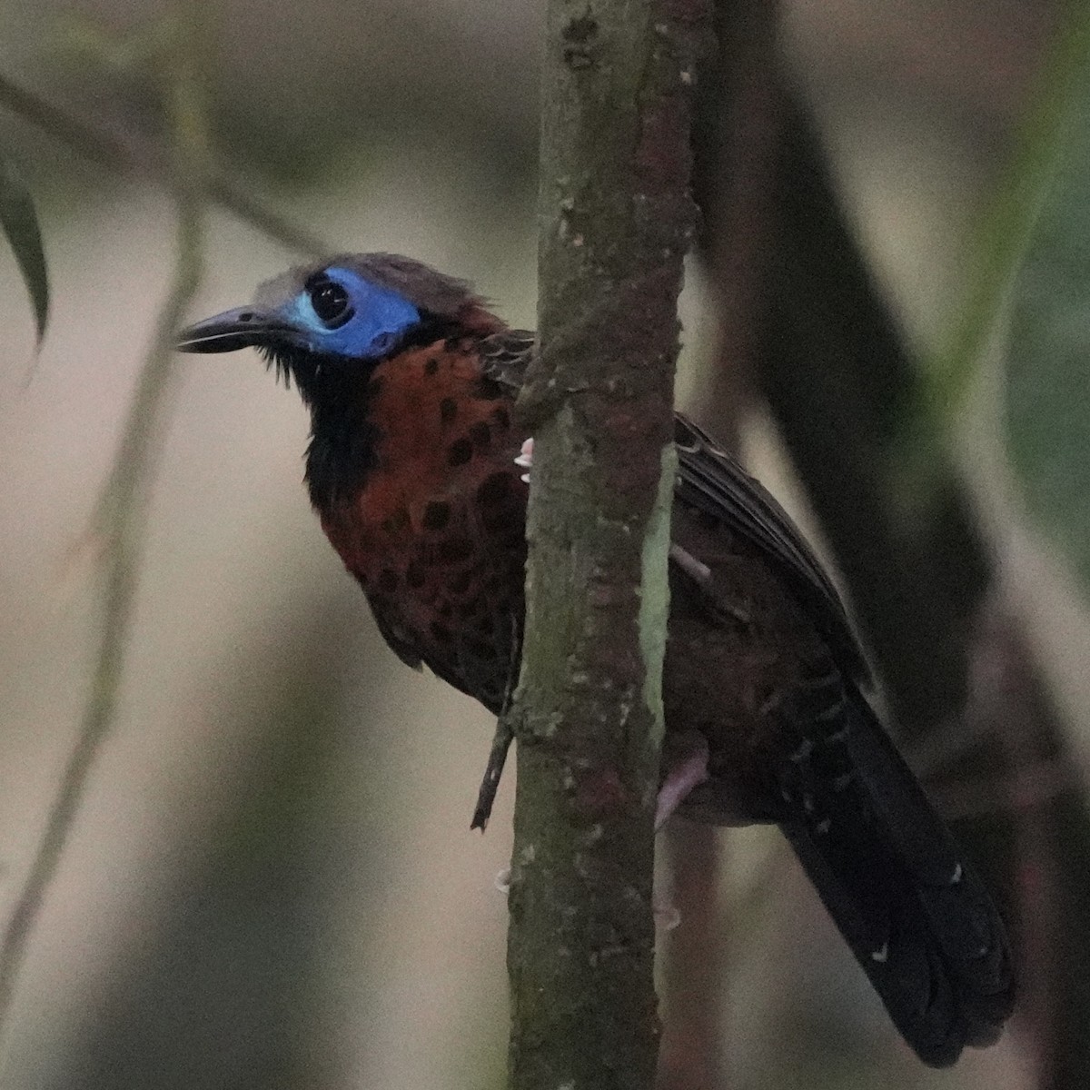 Ocellated Antbird - ML625643331