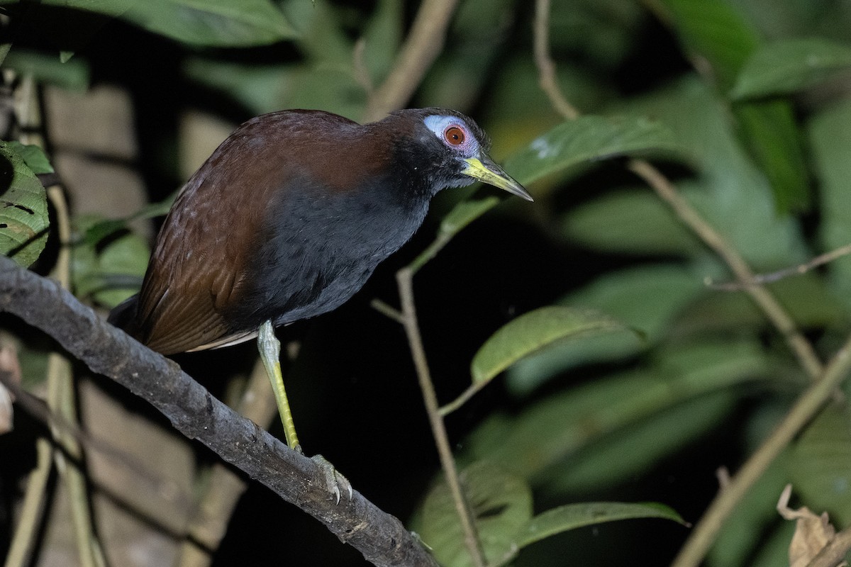 Blue-faced Rail - ML625643337