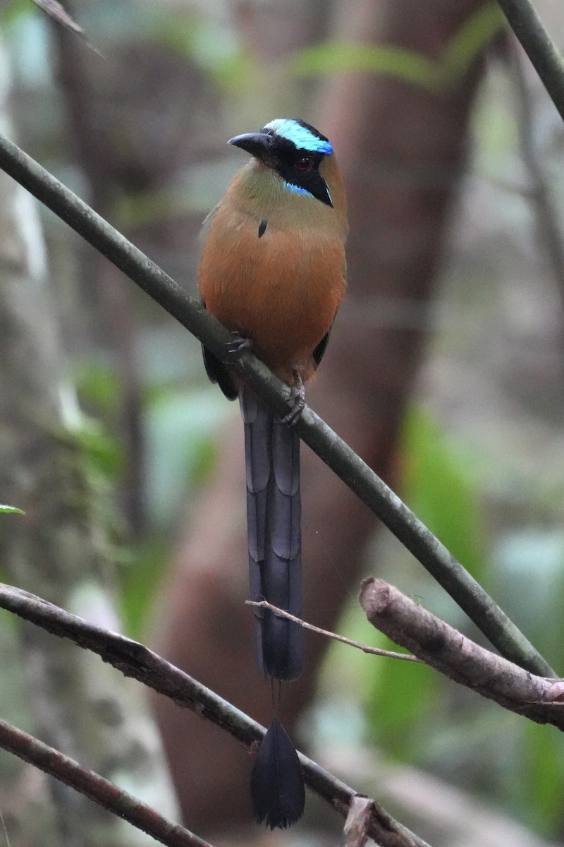 Whooping Motmot - ML625643374