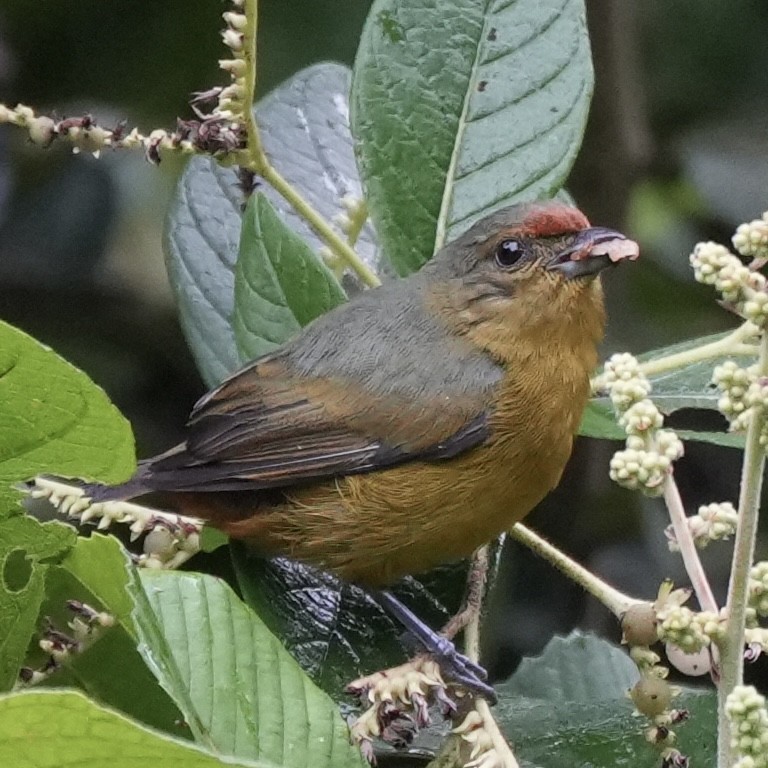 Fulvous-vented Euphonia - ML625643390