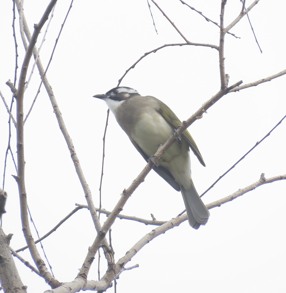 Light-vented Bulbul - ML625643501