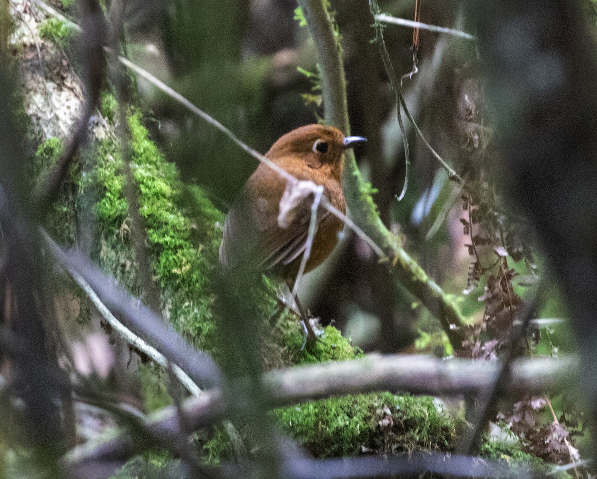 Panao Antpitta - ML625643514