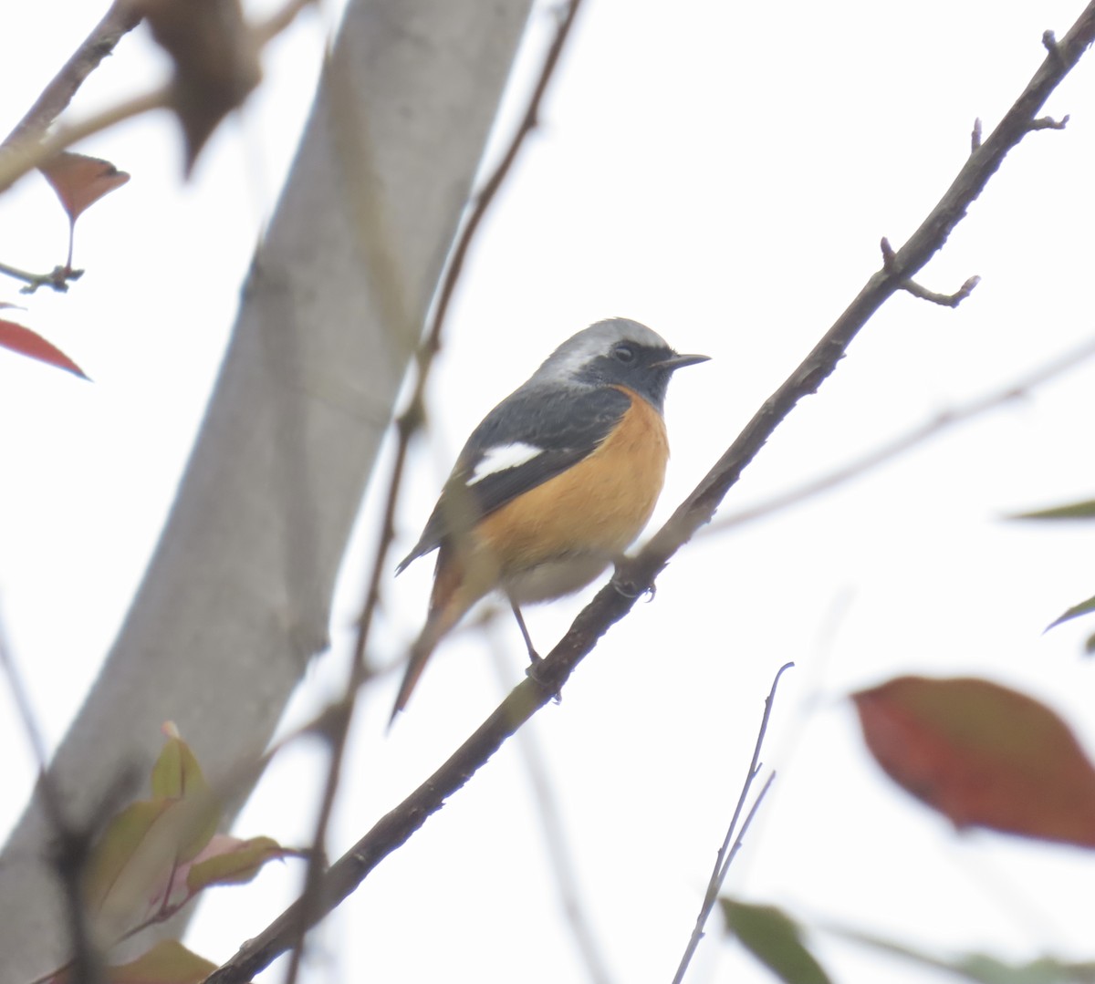 Daurian Redstart - ML625643523