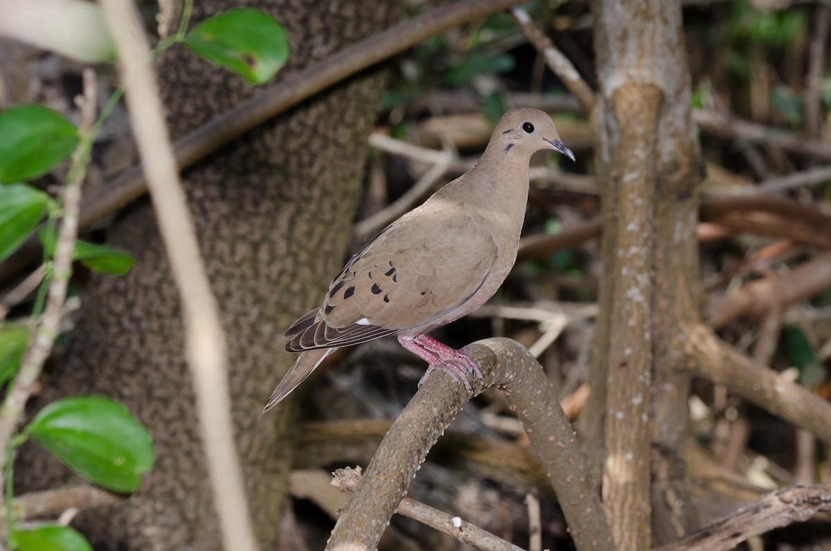 Zenaida Dove - ML625643634