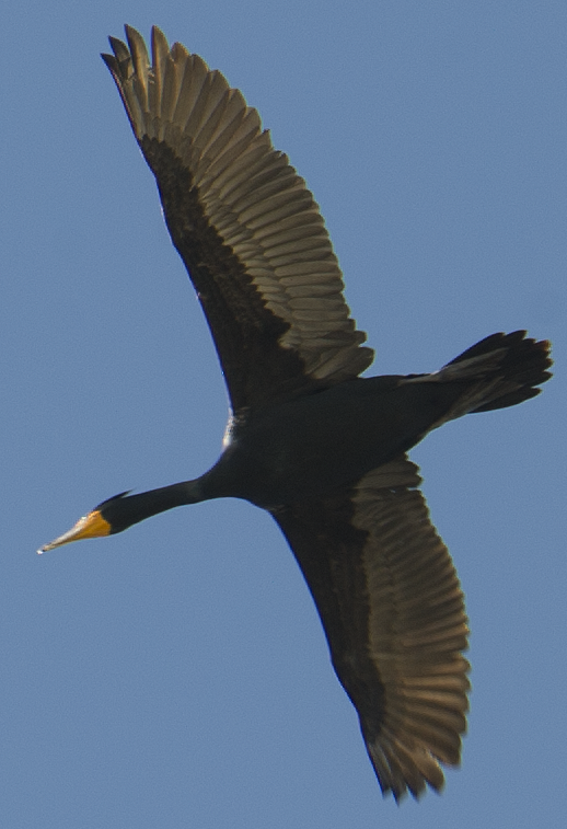 Double-crested Cormorant - ML625643646