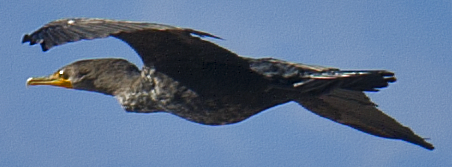 Double-crested Cormorant - ML625643647