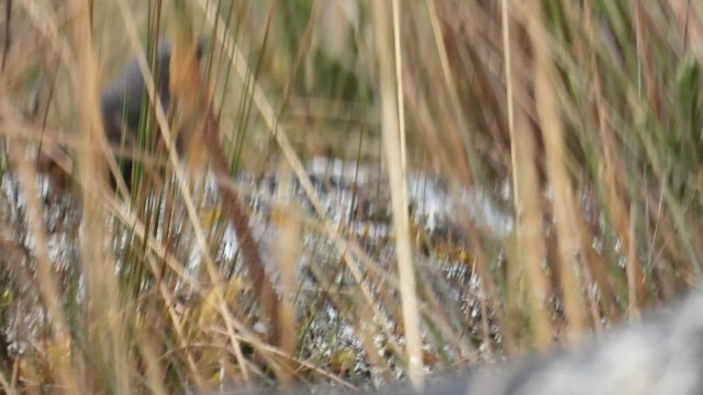 Jalca Tapaculo - ML625643756