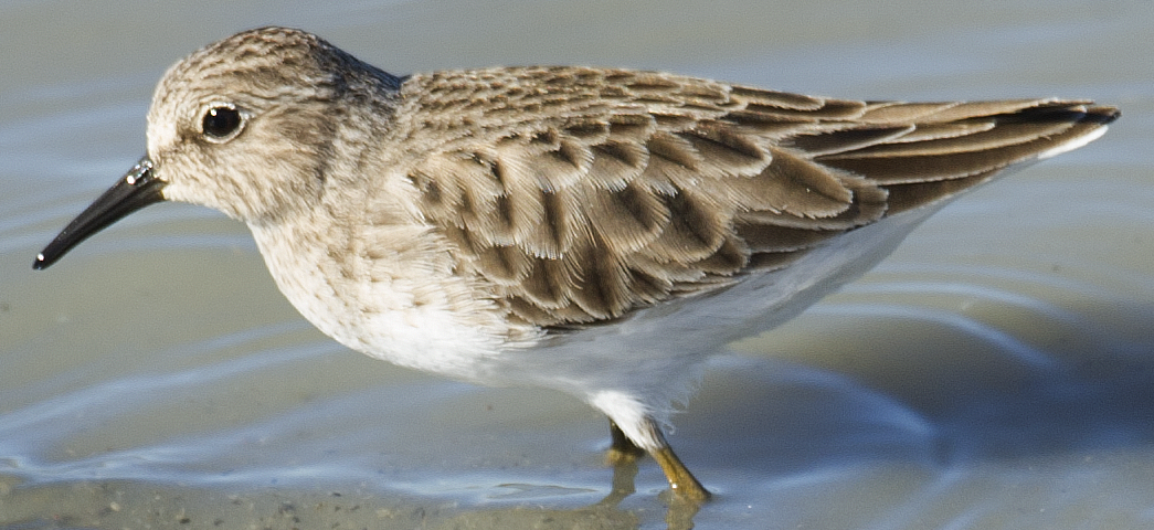 Least Sandpiper - ML625643838