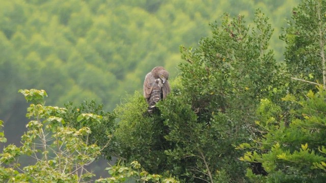 Brown Snake-Eagle - ML625643938