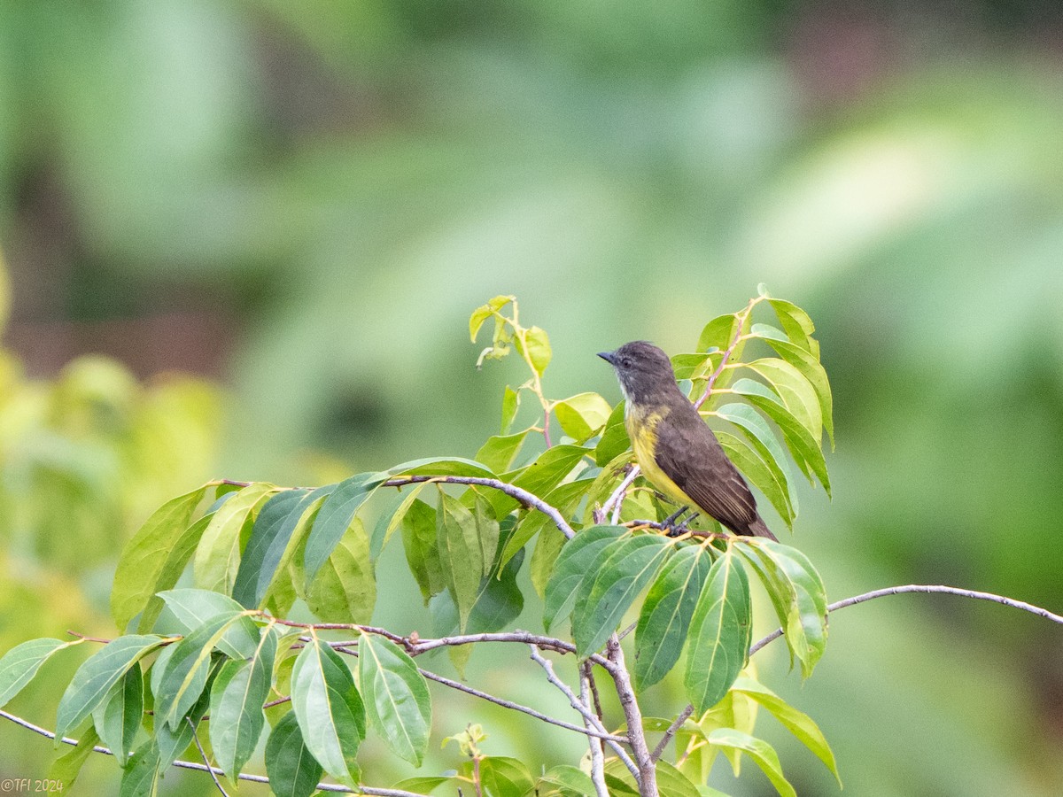 Dusky-chested Flycatcher - ML625644082