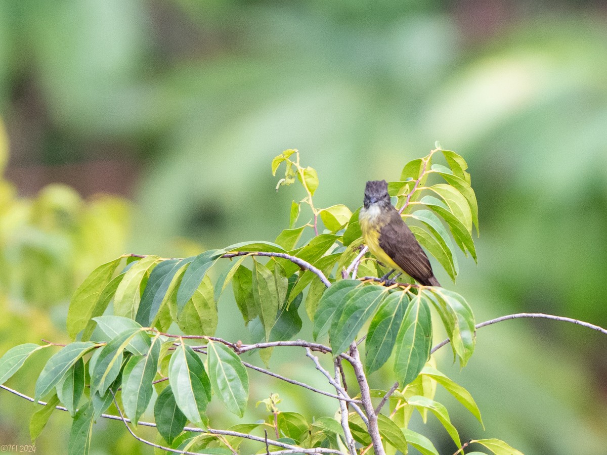 Dusky-chested Flycatcher - ML625644096