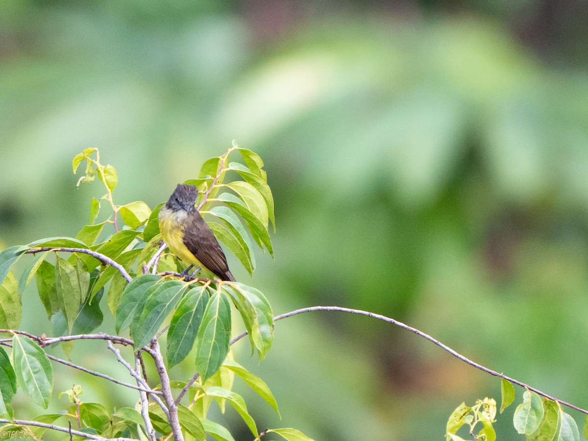 Dusky-chested Flycatcher - ML625644097