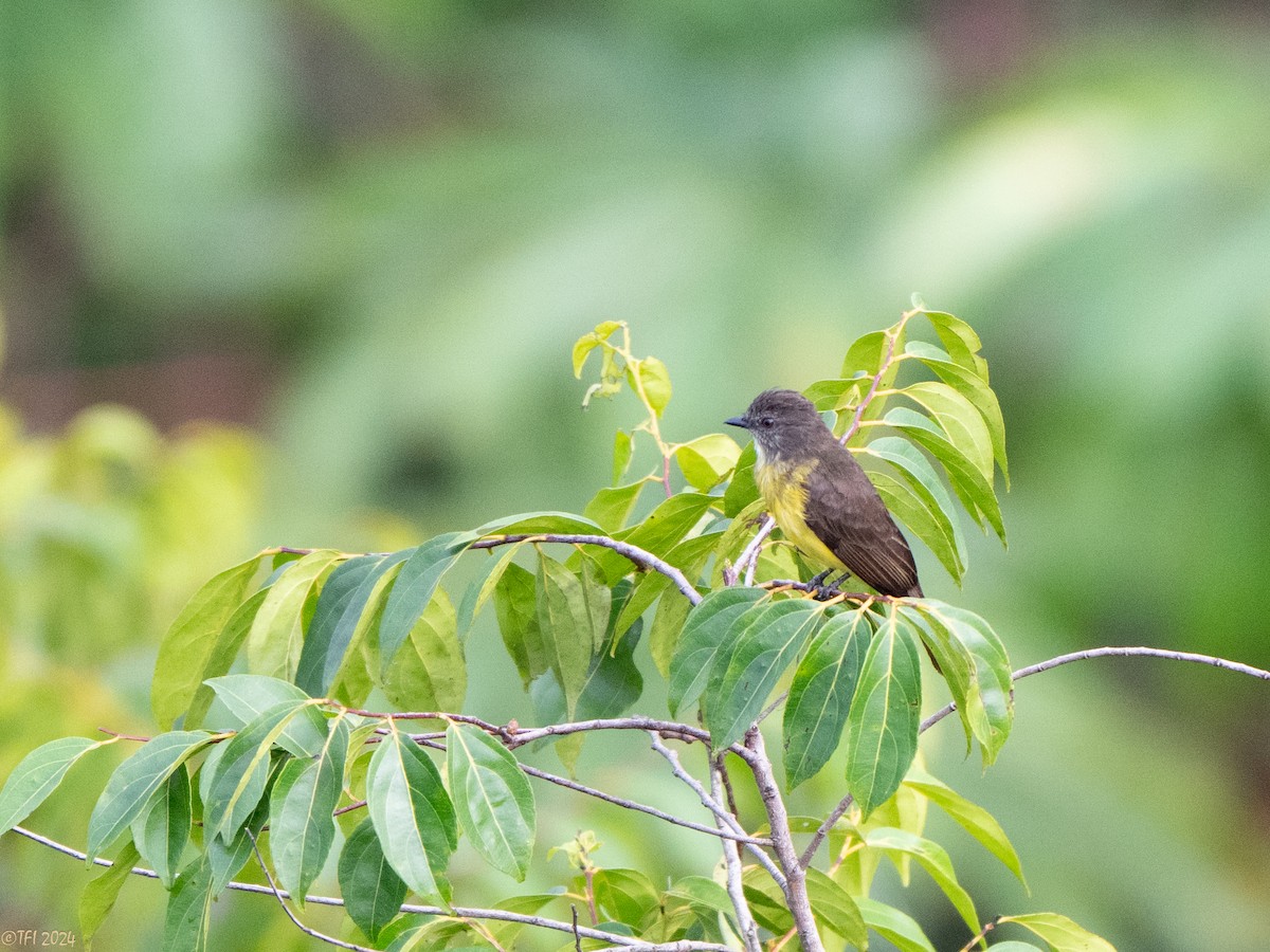 Dusky-chested Flycatcher - ML625644099