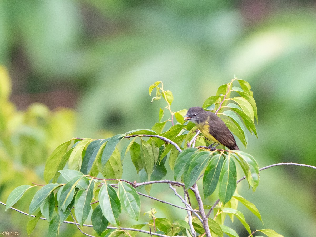 Dusky-chested Flycatcher - ML625644101