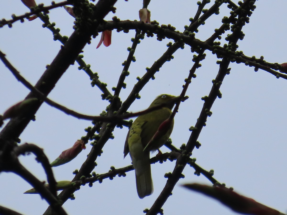 Bulbul Cabecigrís - ML625644157