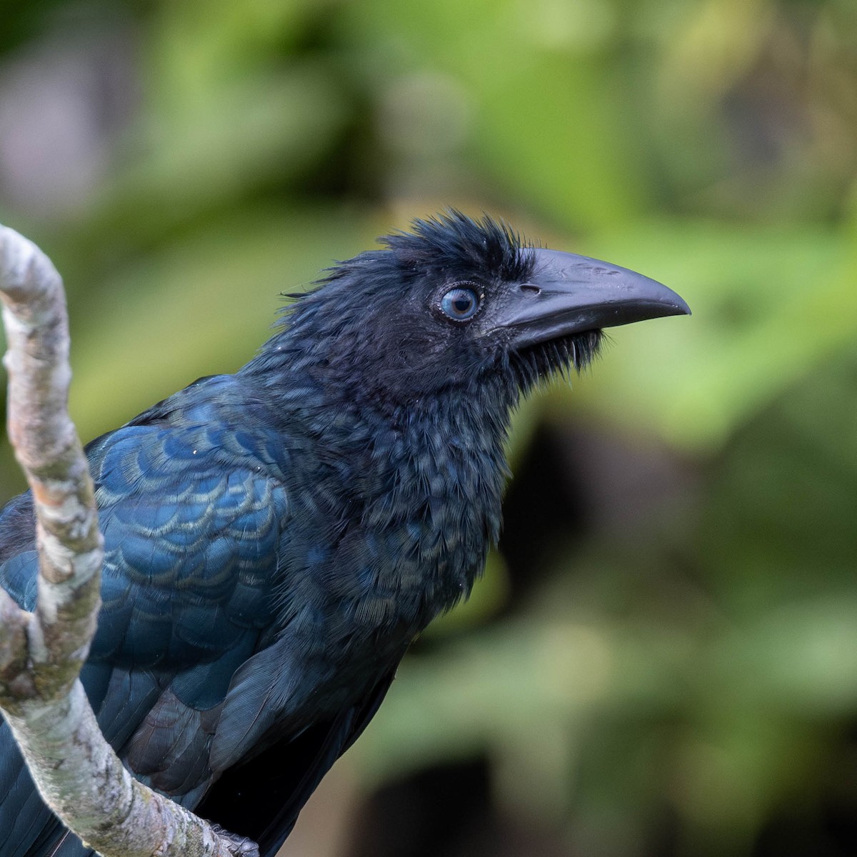 Greater Ani - ML625644158