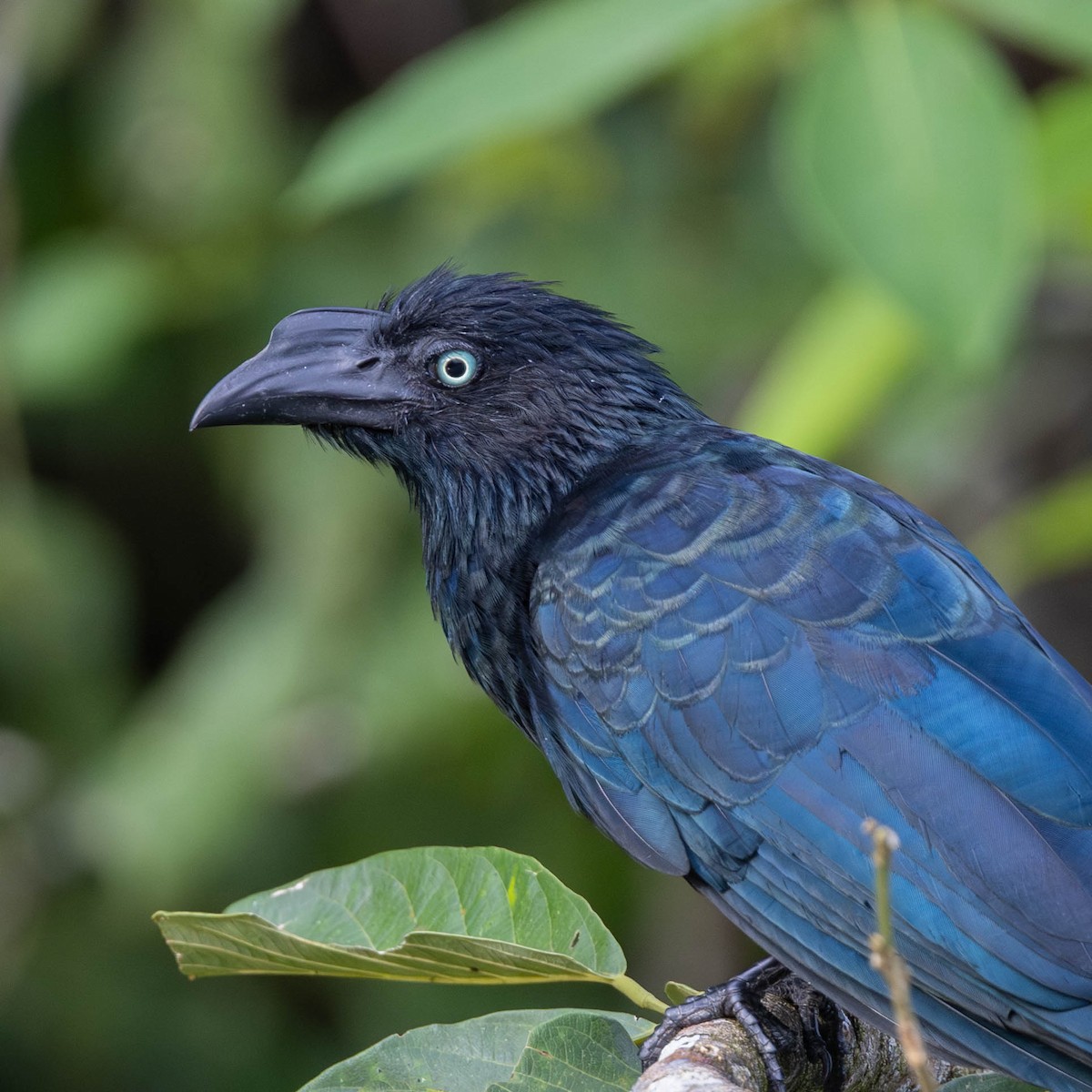 Greater Ani - ML625644159