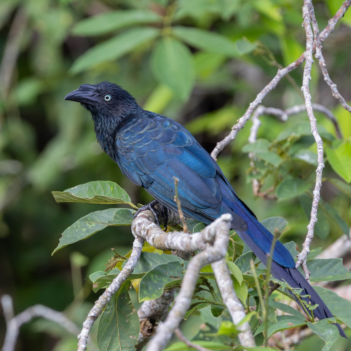 Greater Ani - ML625644160