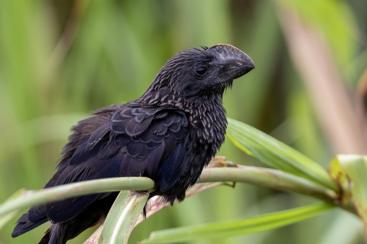Smooth-billed Ani - ML625644177