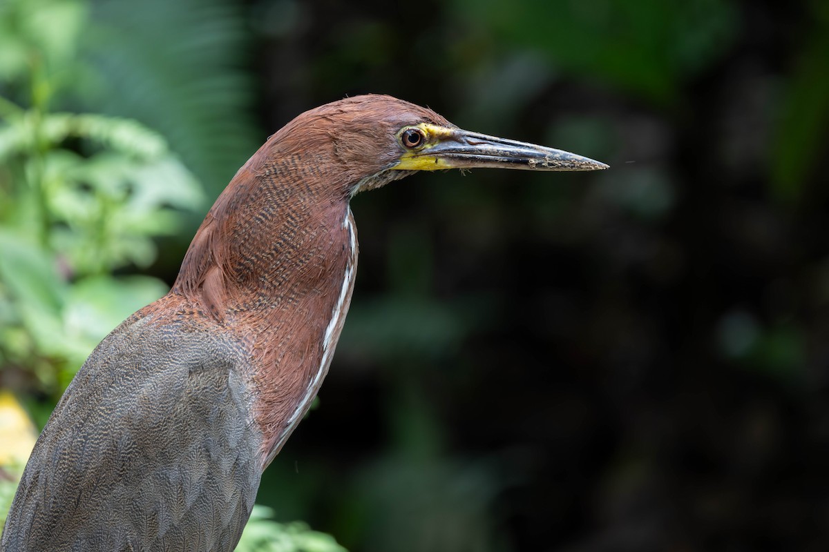 Rufescent Tiger-Heron - ML625644233