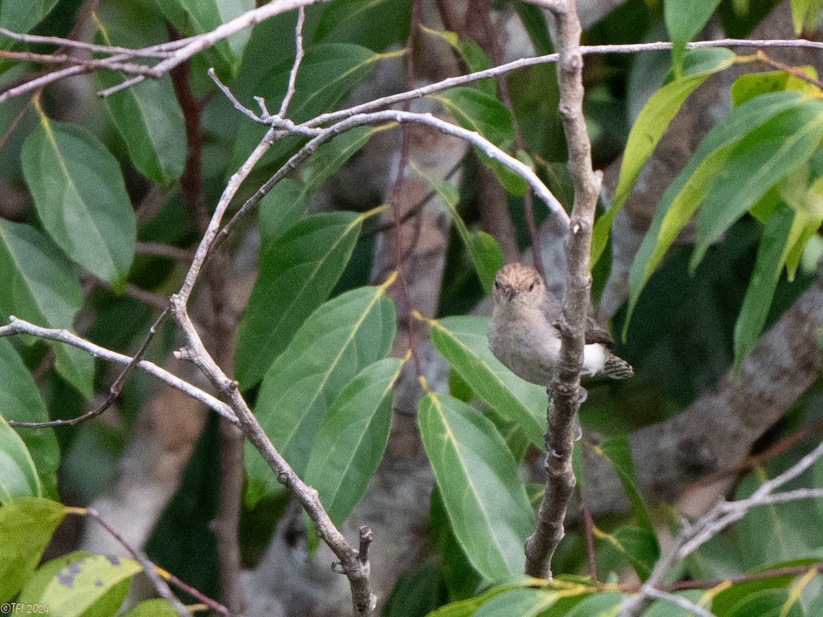 Tooth-billed Wren - ML625644235