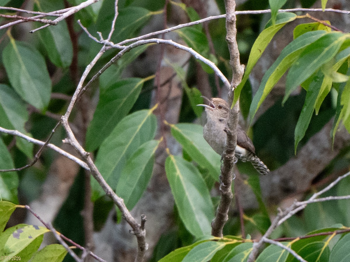 Tooth-billed Wren - ML625644236