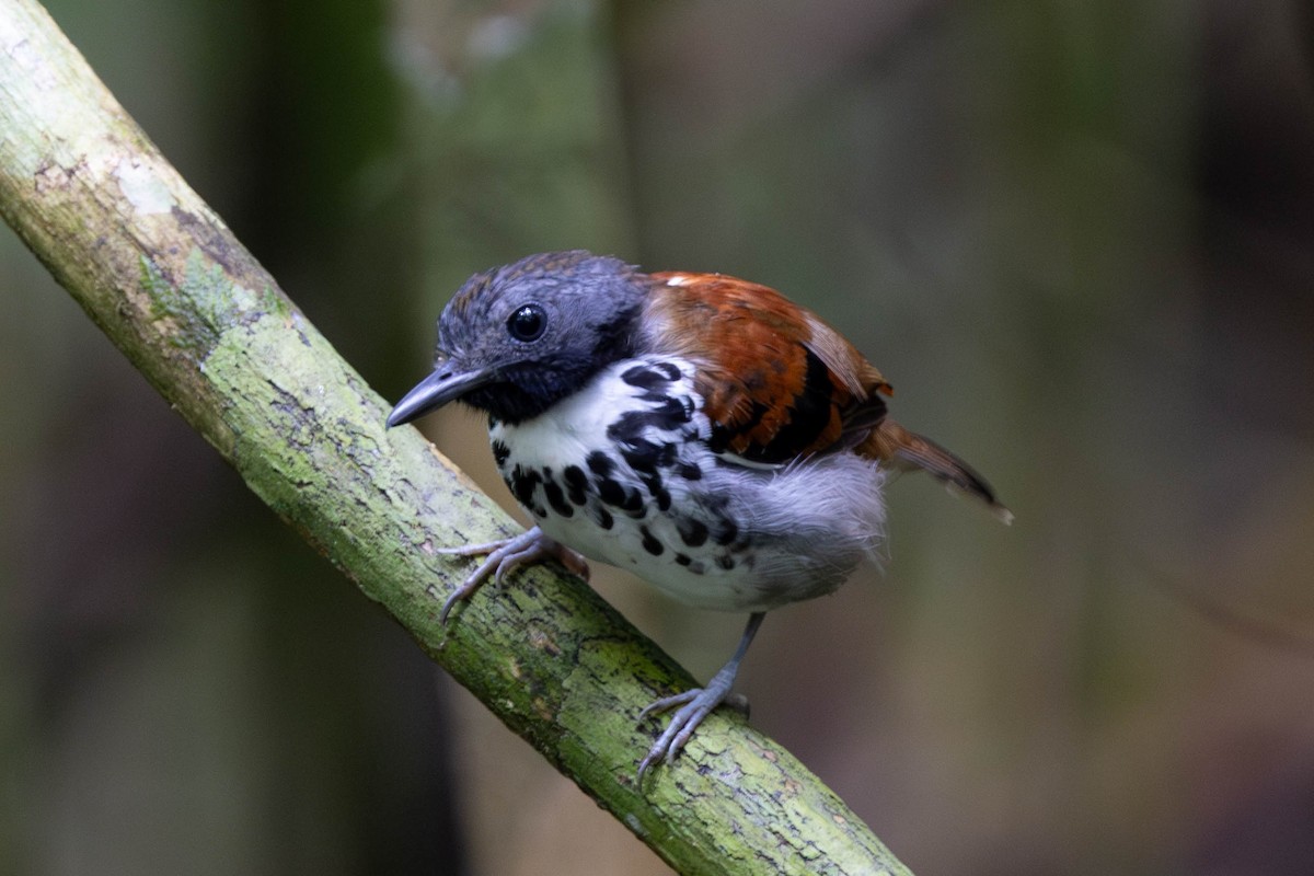 Spotted Antbird - ML625644251