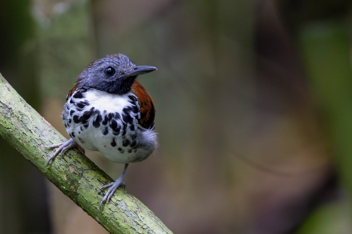 Spotted Antbird - ML625644252