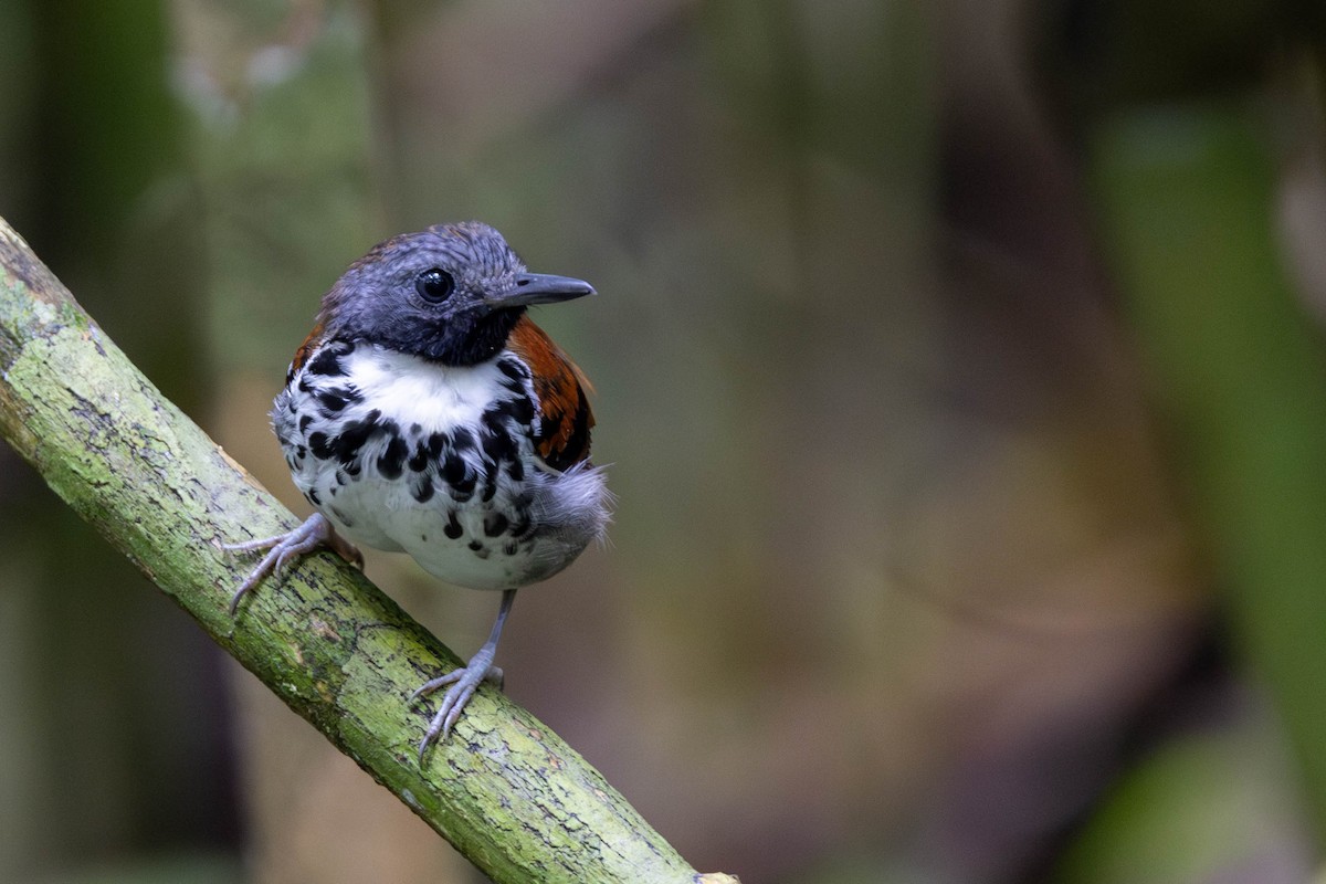 Spotted Antbird - ML625644253