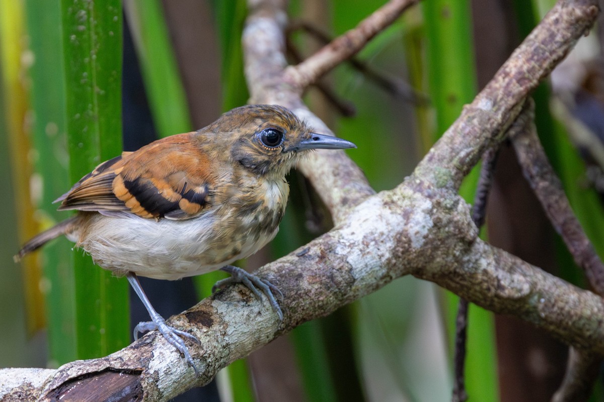 Spotted Antbird - ML625644254