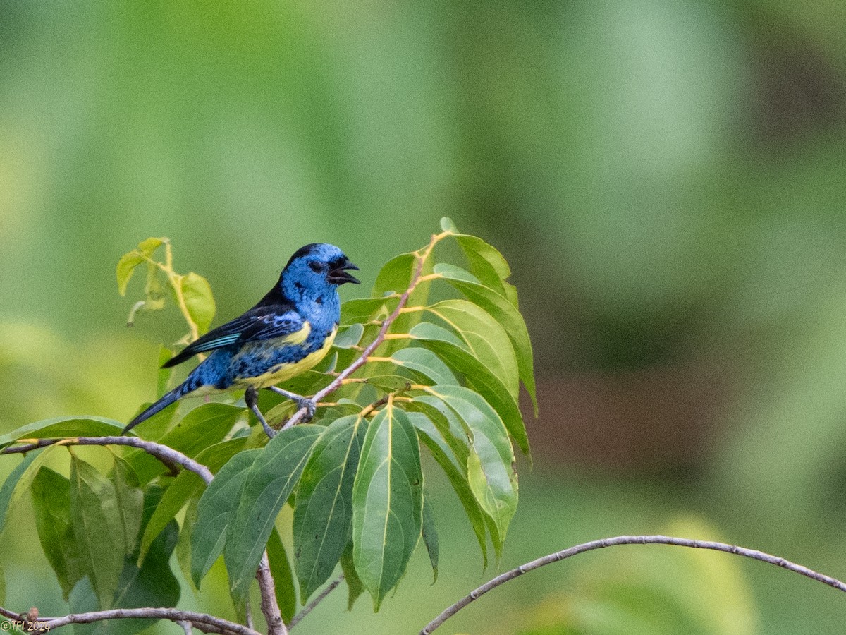 Turquoise Tanager - ML625644290