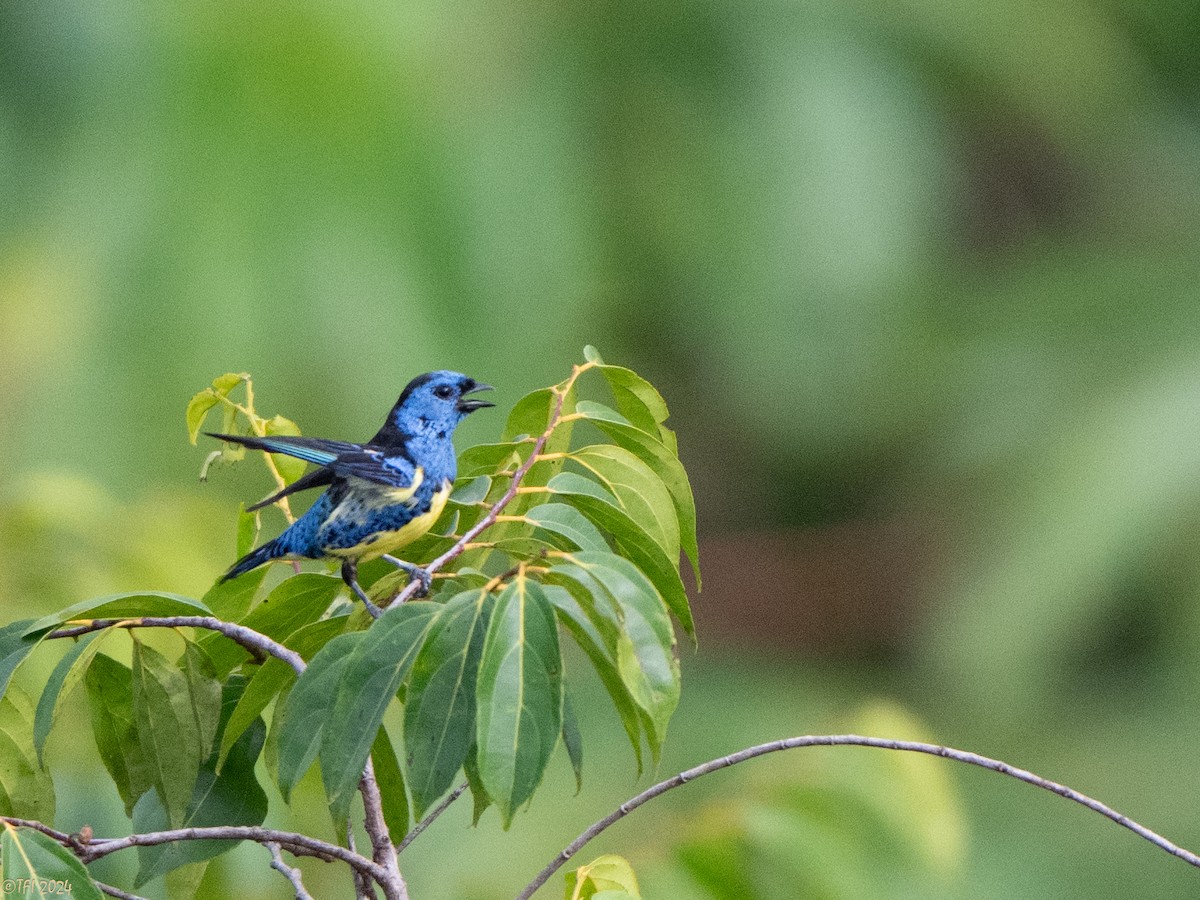 Turquoise Tanager - ML625644292