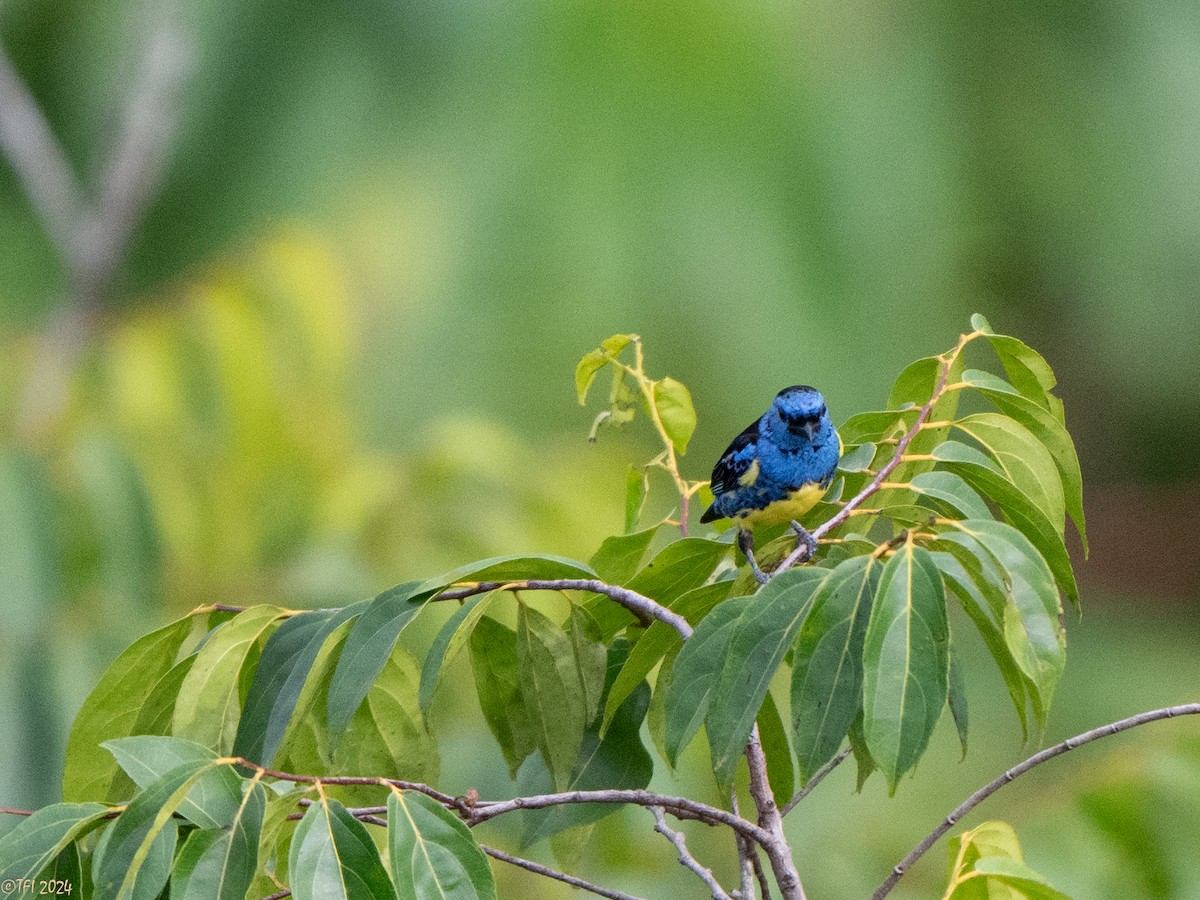 Turquoise Tanager - ML625644302