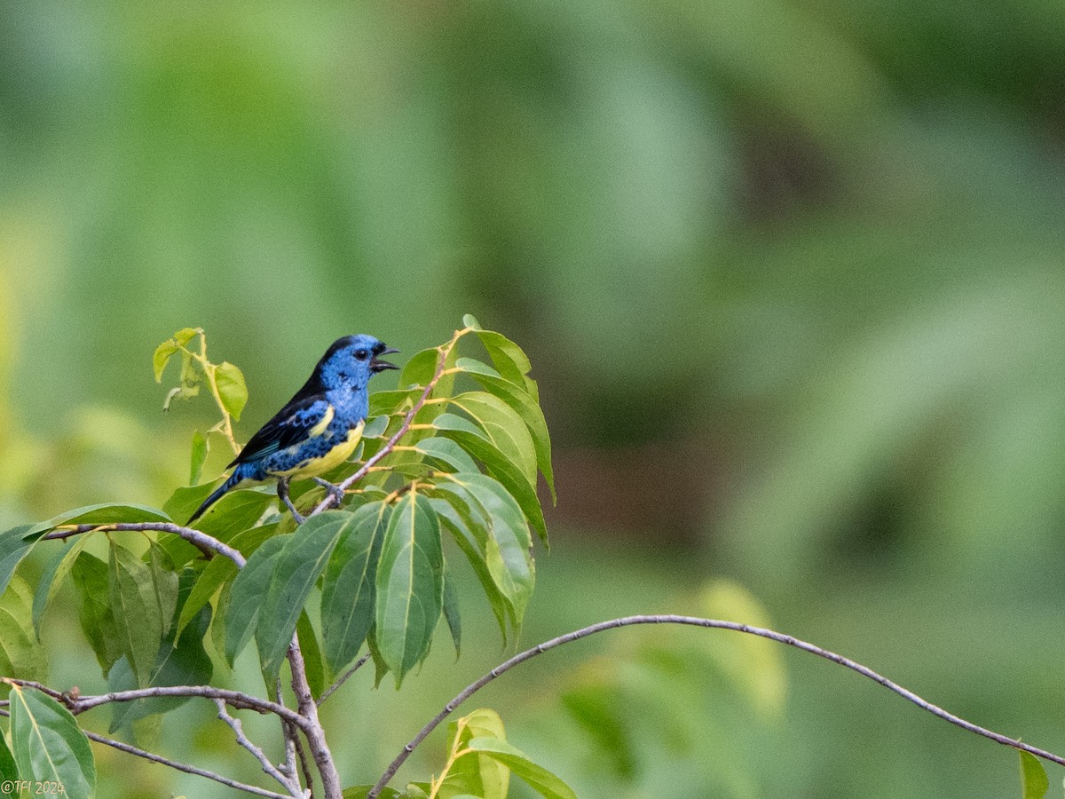 Turquoise Tanager - ML625644307