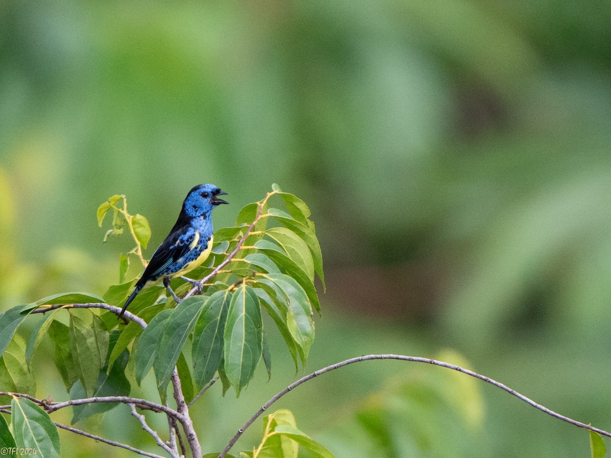 Turquoise Tanager - ML625644309