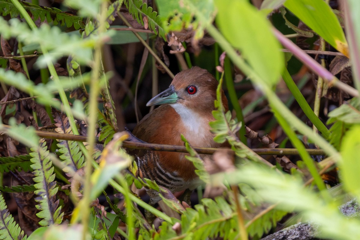 White-throated Crake - ML625644327