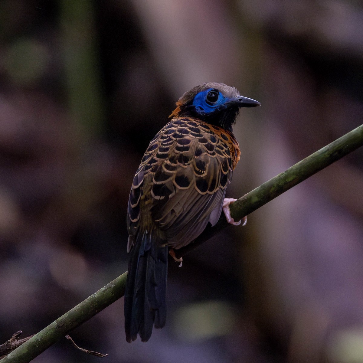 Ocellated Antbird - ML625644344