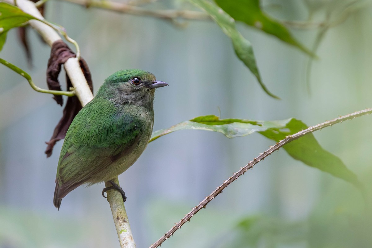 Velvety Manakin - ML625644359