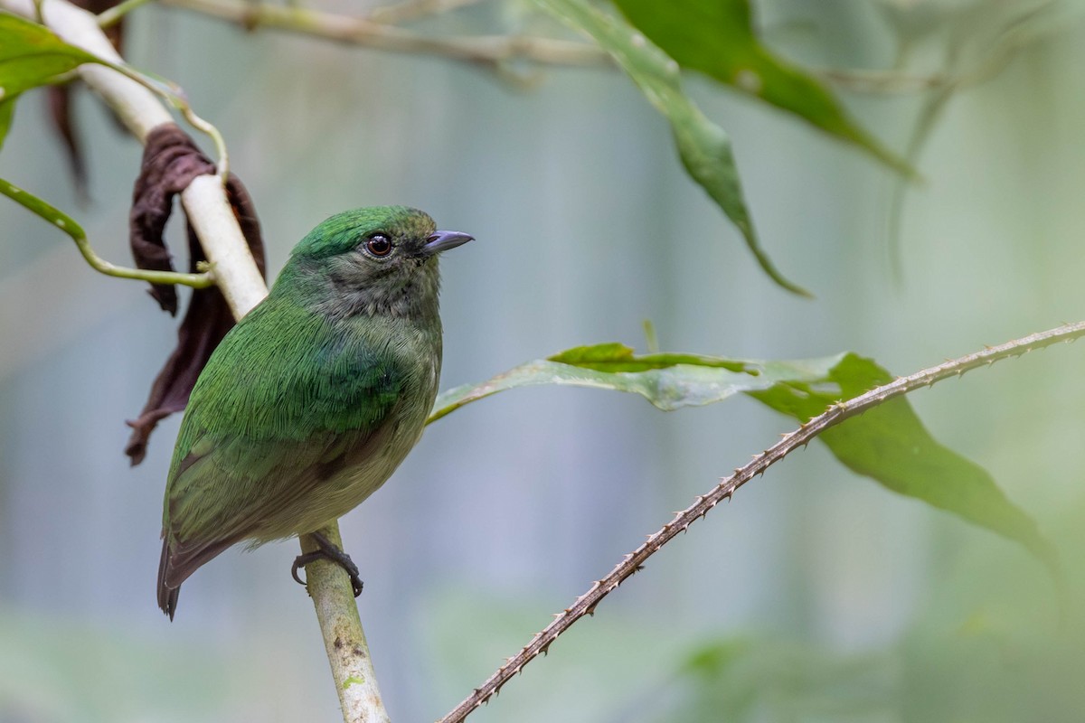 Velvety Manakin - ML625644360