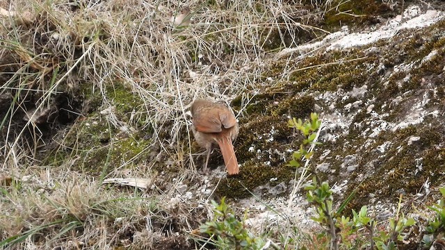 Striated Earthcreeper - ML625644366