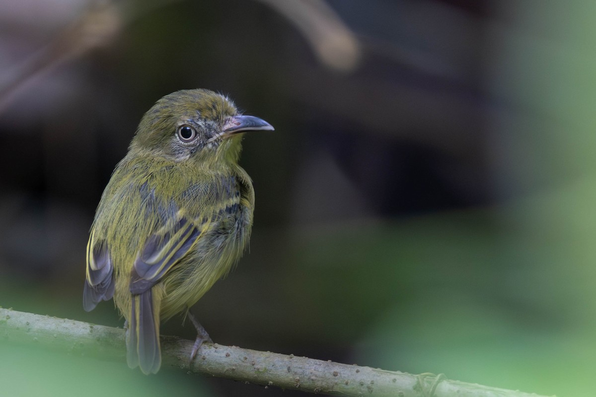 Southern Bentbill - ML625644374